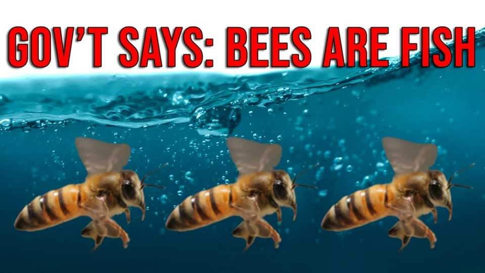 California Court Rules Bees Are Now Fish (video)