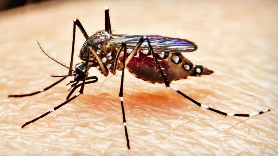 NIH-Funded Study Just Vaccinated a Human Using Genetically Modified Mosquitoes — Yes, Really (thefreethoughtproject.com)