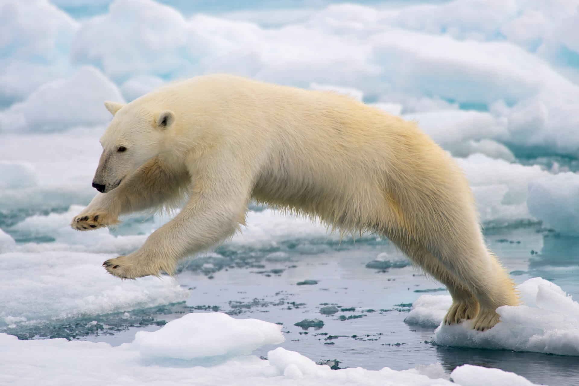 The polar bears are thriving (despite what David Attenborough says!) (newbraveworld.org)